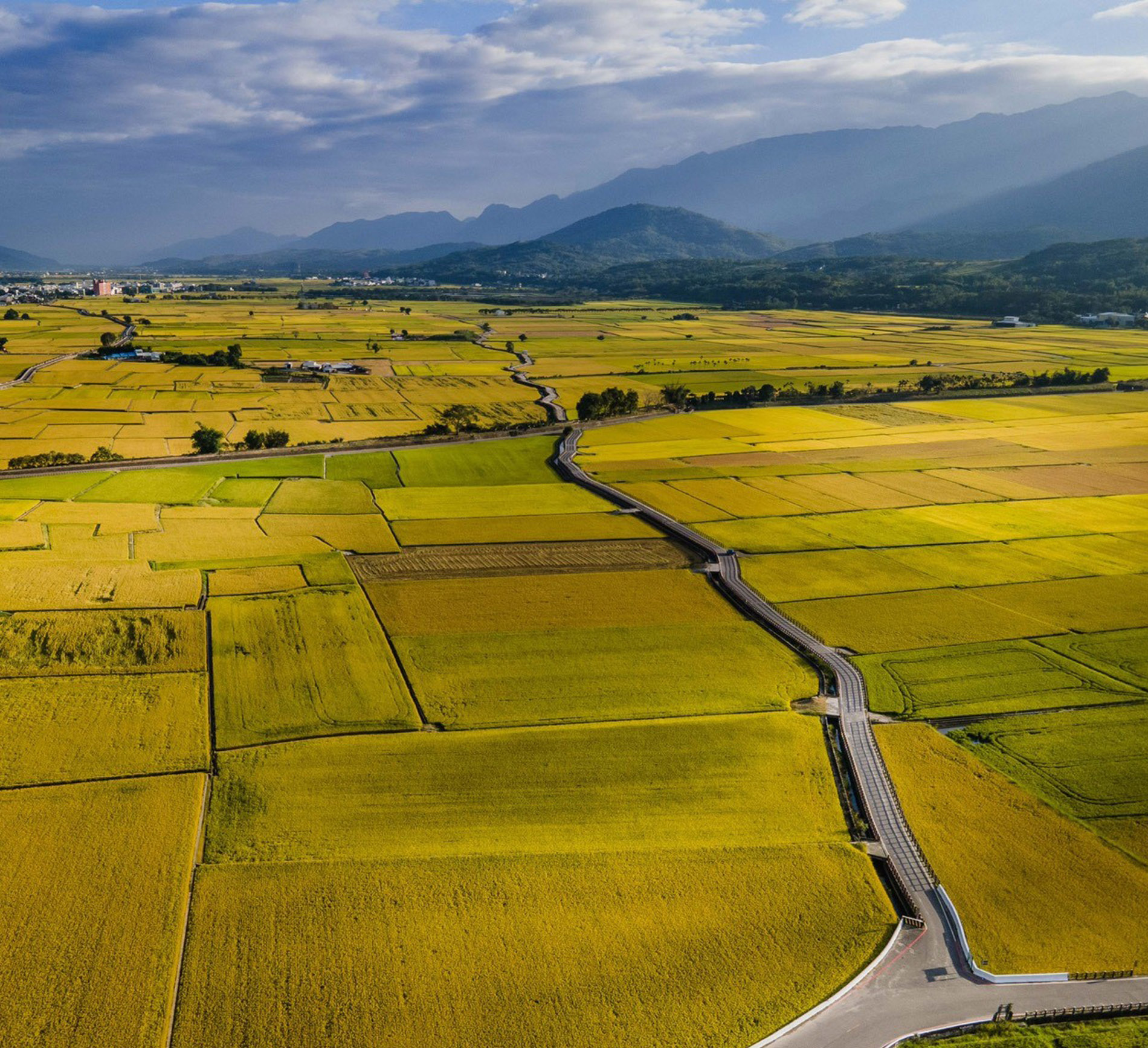 池上鄉大面積生產高品質稻米，深受消費者喜愛