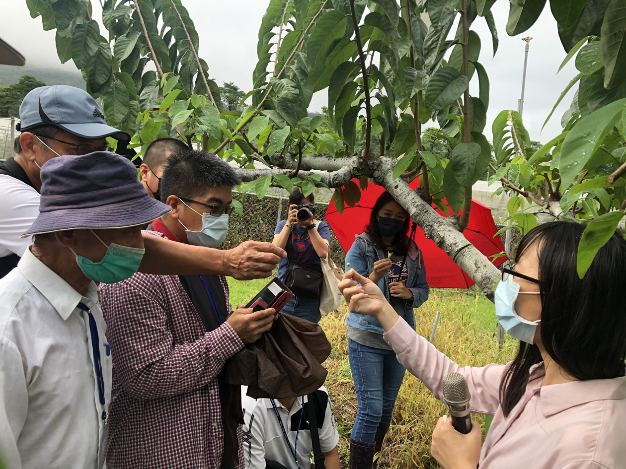 番荔枝授粉技術介紹