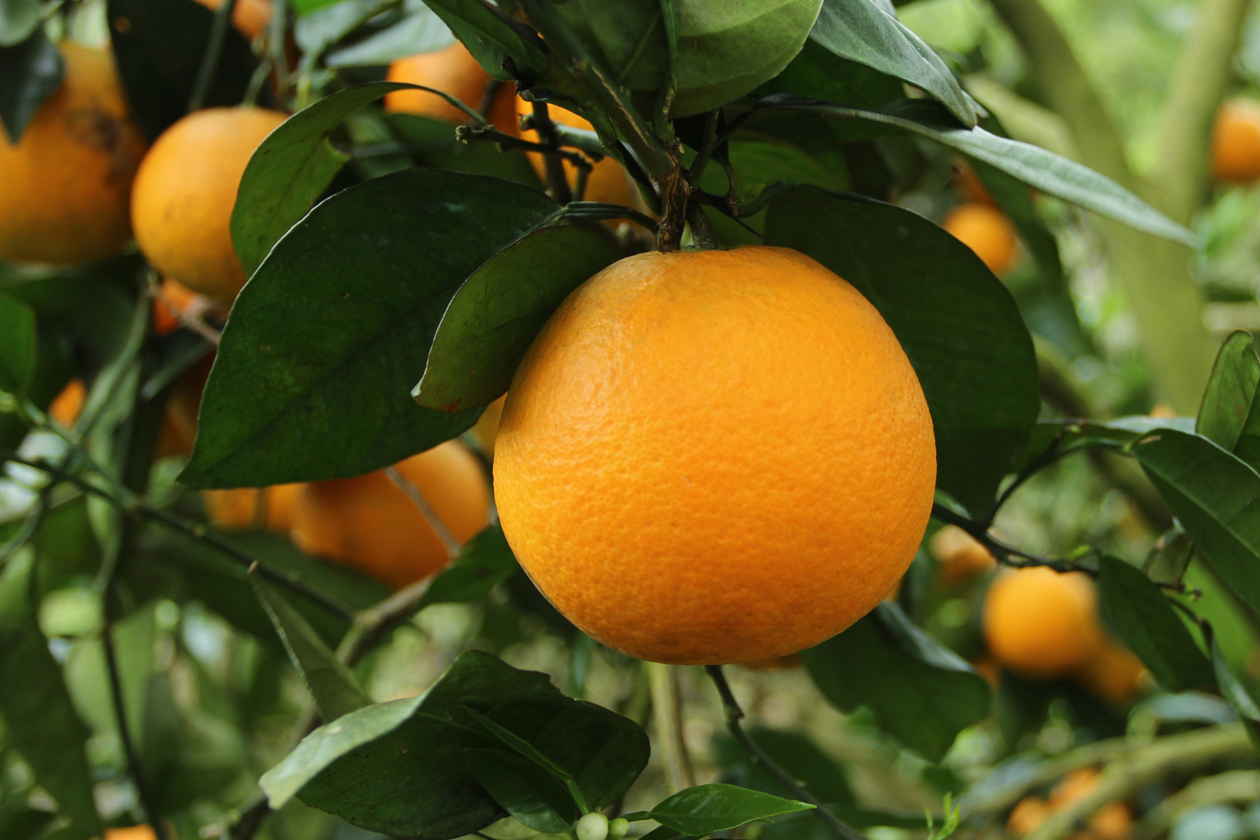 圖1.臺灣版的香吉士-臺東特色柑桔晚崙西亞橙（右為剖面圖）