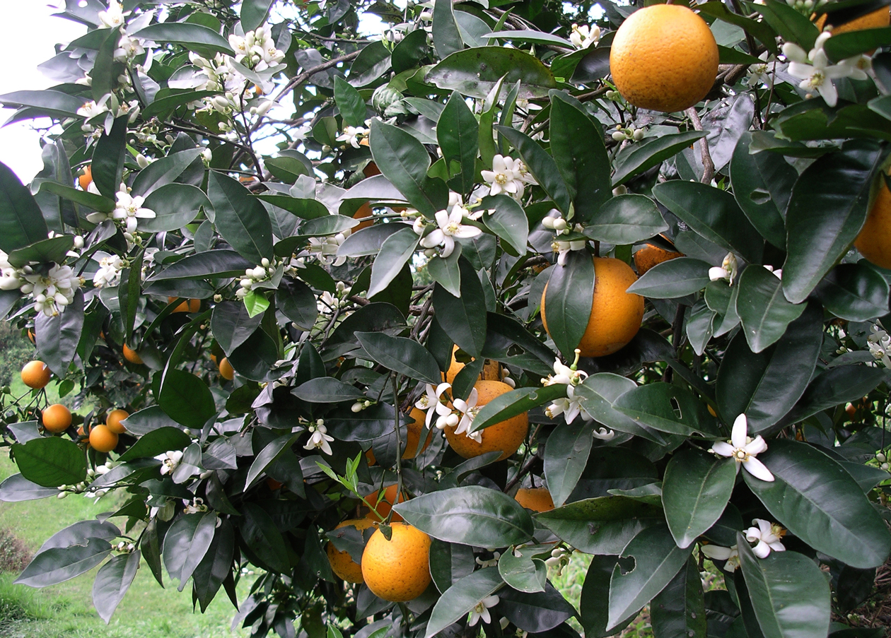 圖2.晚崙西亞橙成熟期花果並存的特殊景觀