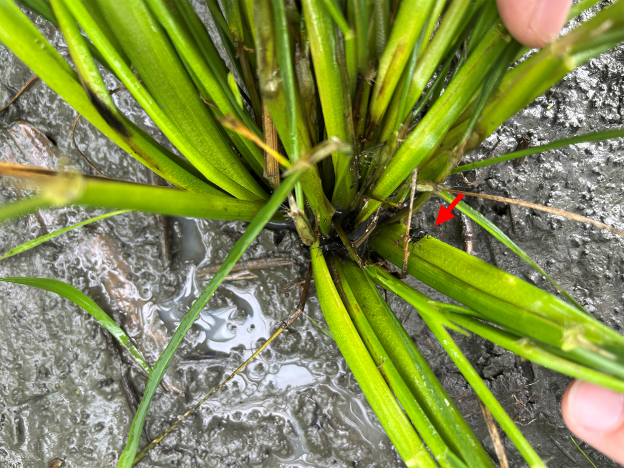 圖2. 成蟲白天不太活動，棲息於稻株近水面基部吸取汁液。