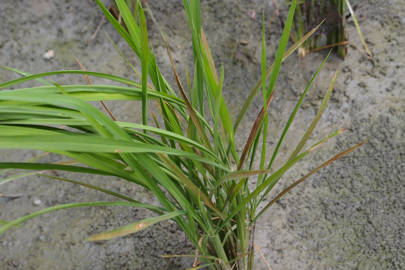 圖2.田間窒息病稻株有生長停滯、矮小現象，並於下位葉產生紅棕色銹斑。