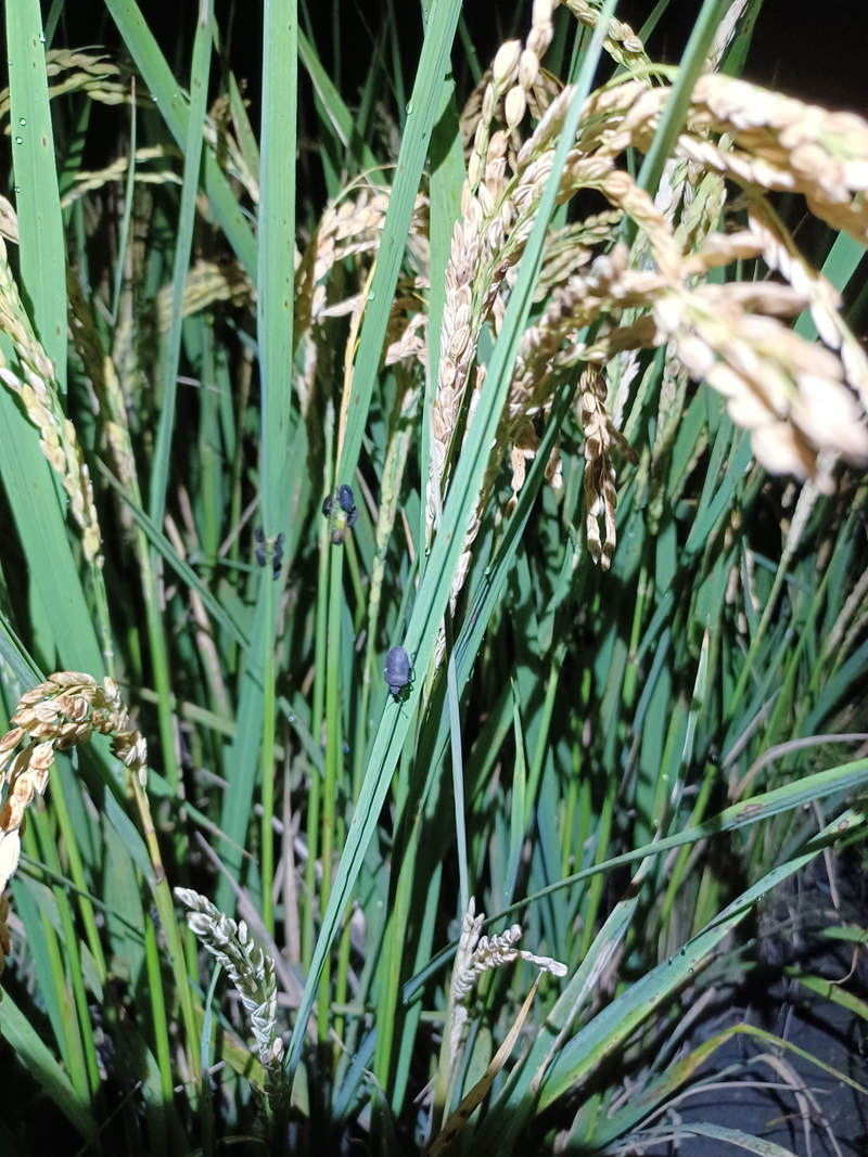 稻黑椿象為害使有機水稻產量大受影響。