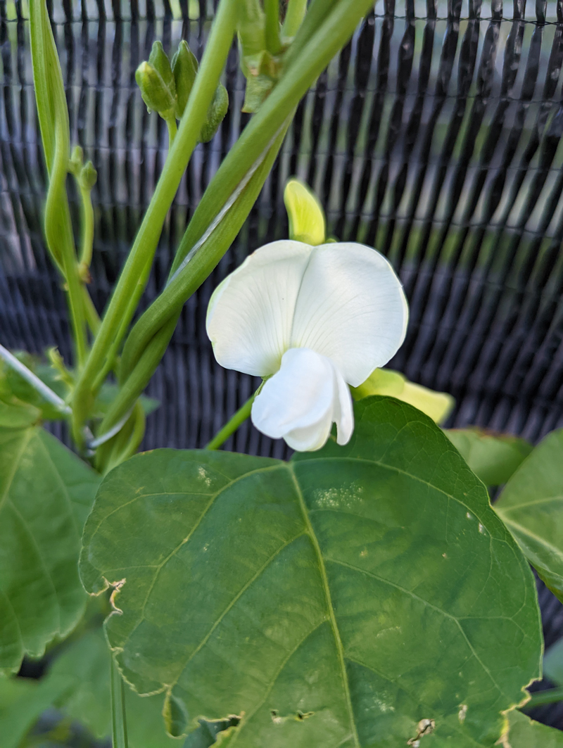 新品種花朵為純白色，有別於常見的藍色或藍紫色