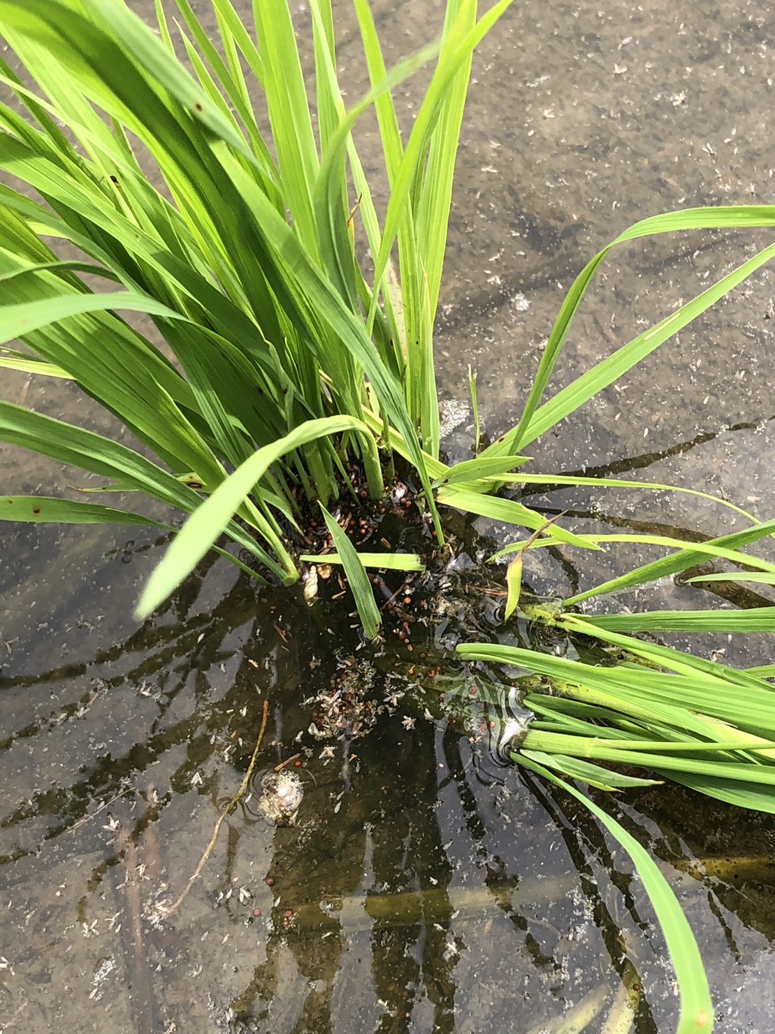 圖2.紋枯病菌核附著於水稻基部，氣候條件適合時發芽感染葉