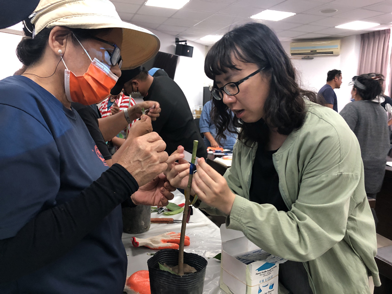 陳筱鈞助理研究員指導蘭嶼農友進行果樹嫁接