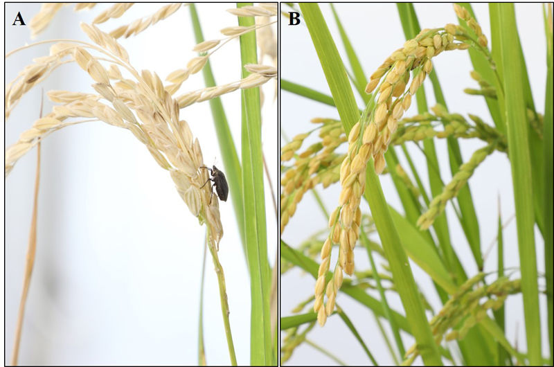 圖1、水稻秧苗遭稻黑椿象成蟲為害造成白穗情形(A)，正常水稻稻穗充實飽滿(B)