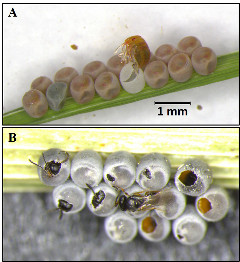 圖4、稻黑椿象正常卵(A)孵出若蟲，遭黑卵蜂寄生之卵塊(B)孵出黑卵蜂成蟲