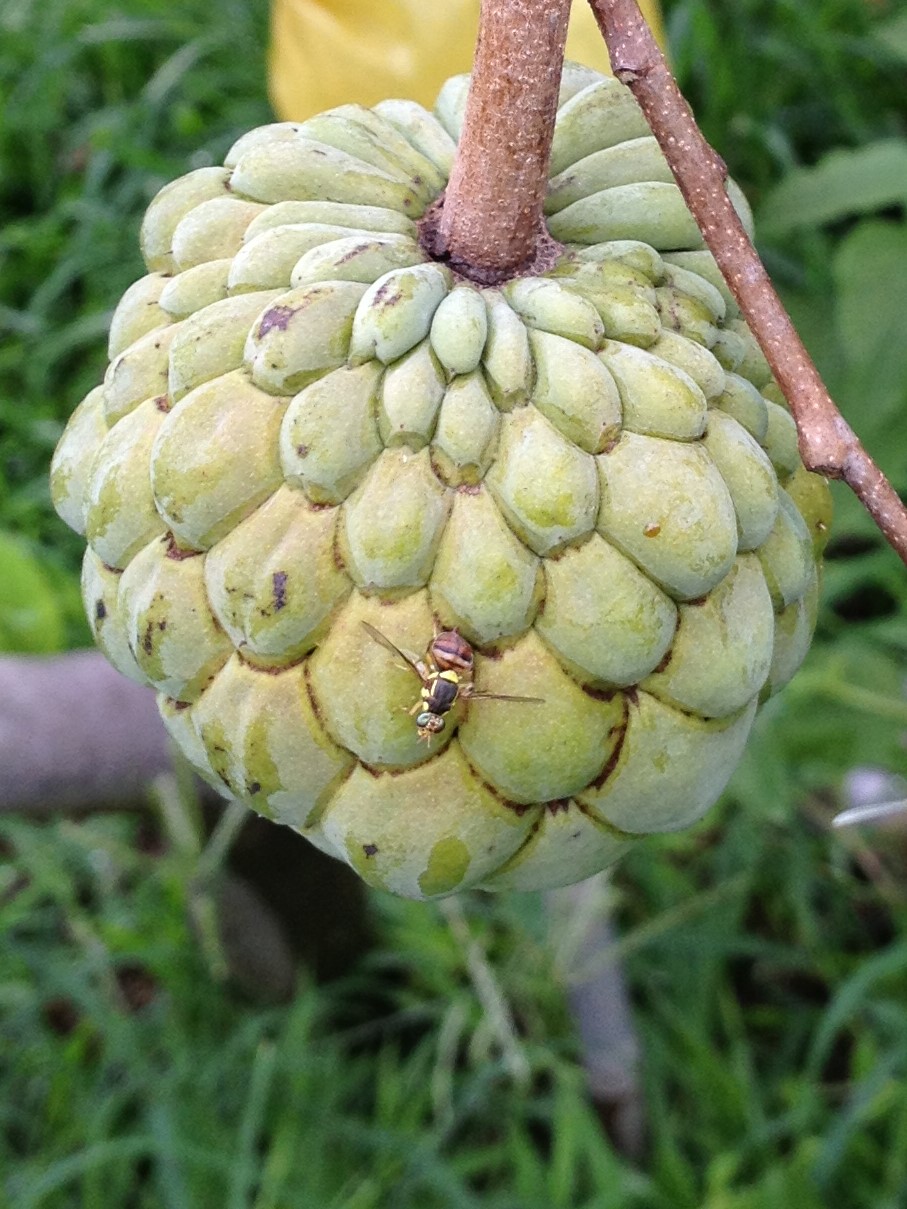 東方果實蠅於未套袋釋迦上產卵為害。