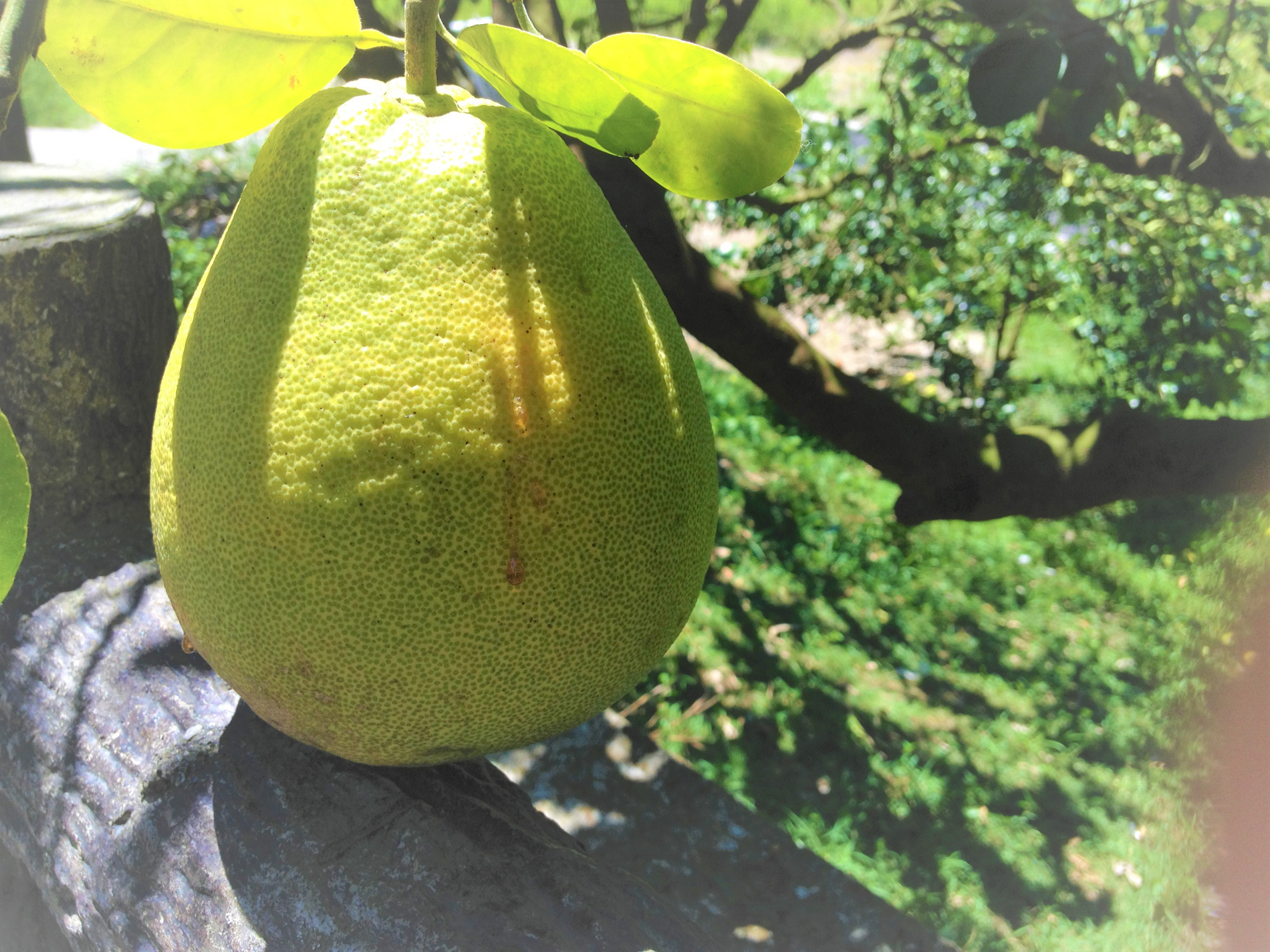 東方果實蠅於文旦柚上產卵，造成流膠。