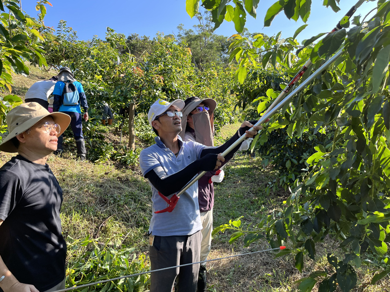學員學習酪梨修剪技術