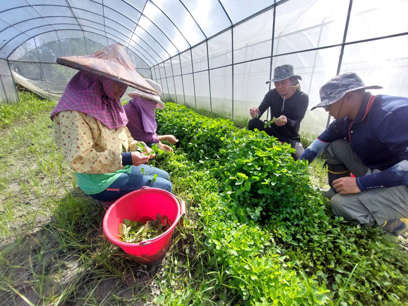 於見習農場進行短期葉菜採收作業
