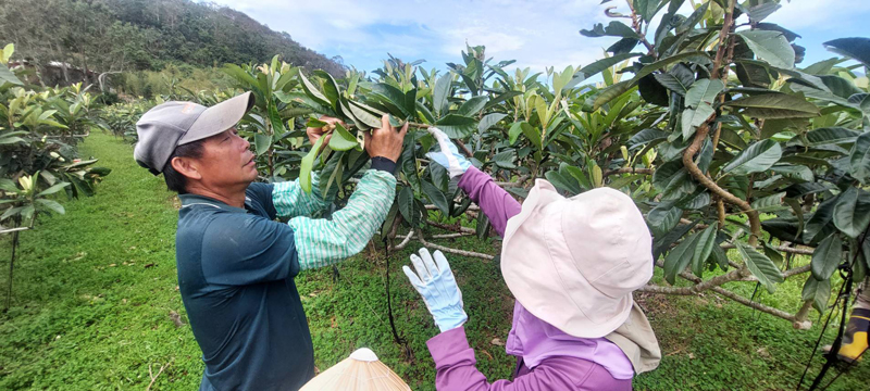見習農場主指導枇杷疏花技巧