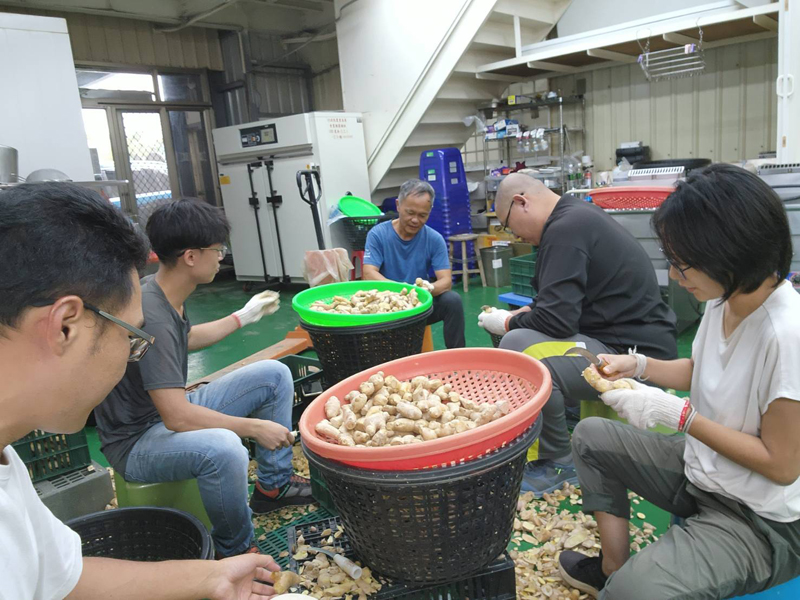 學員學習操作生薑加工前置處理