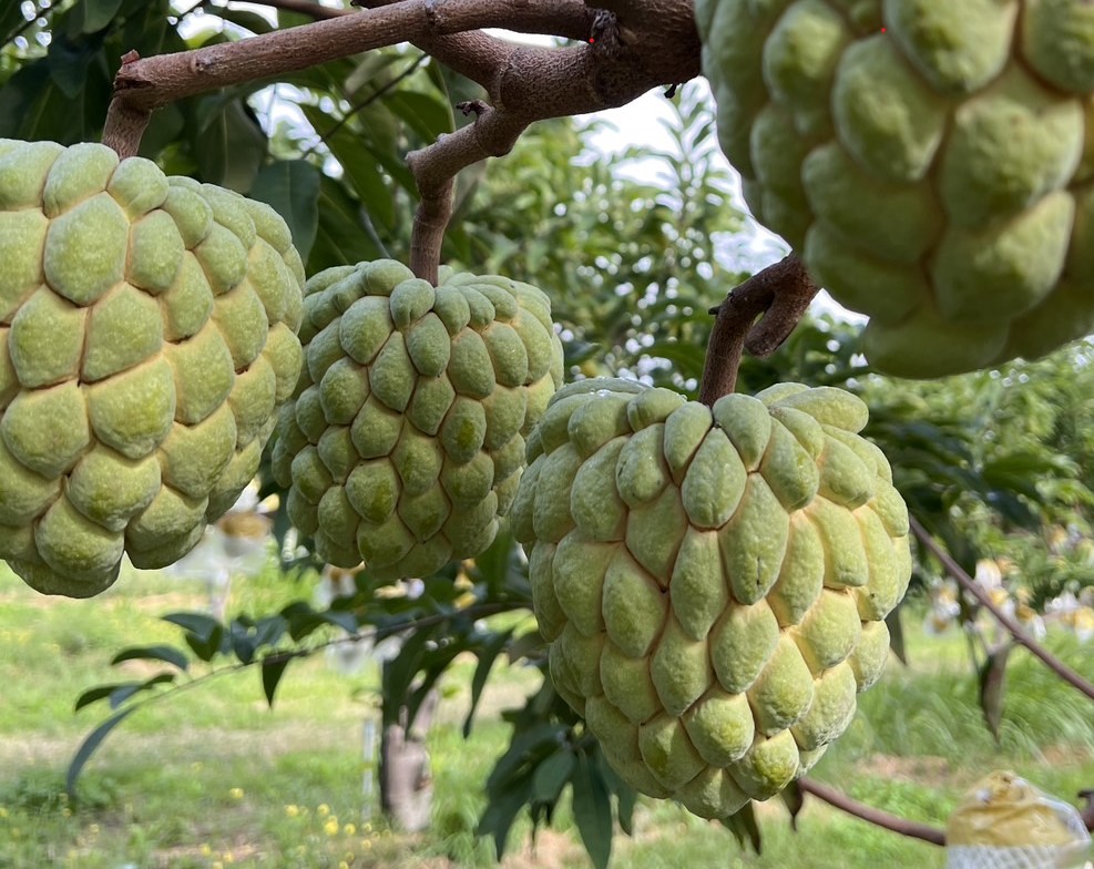 圖三、依循TGAP規範經營果園，提升果品安全及品質