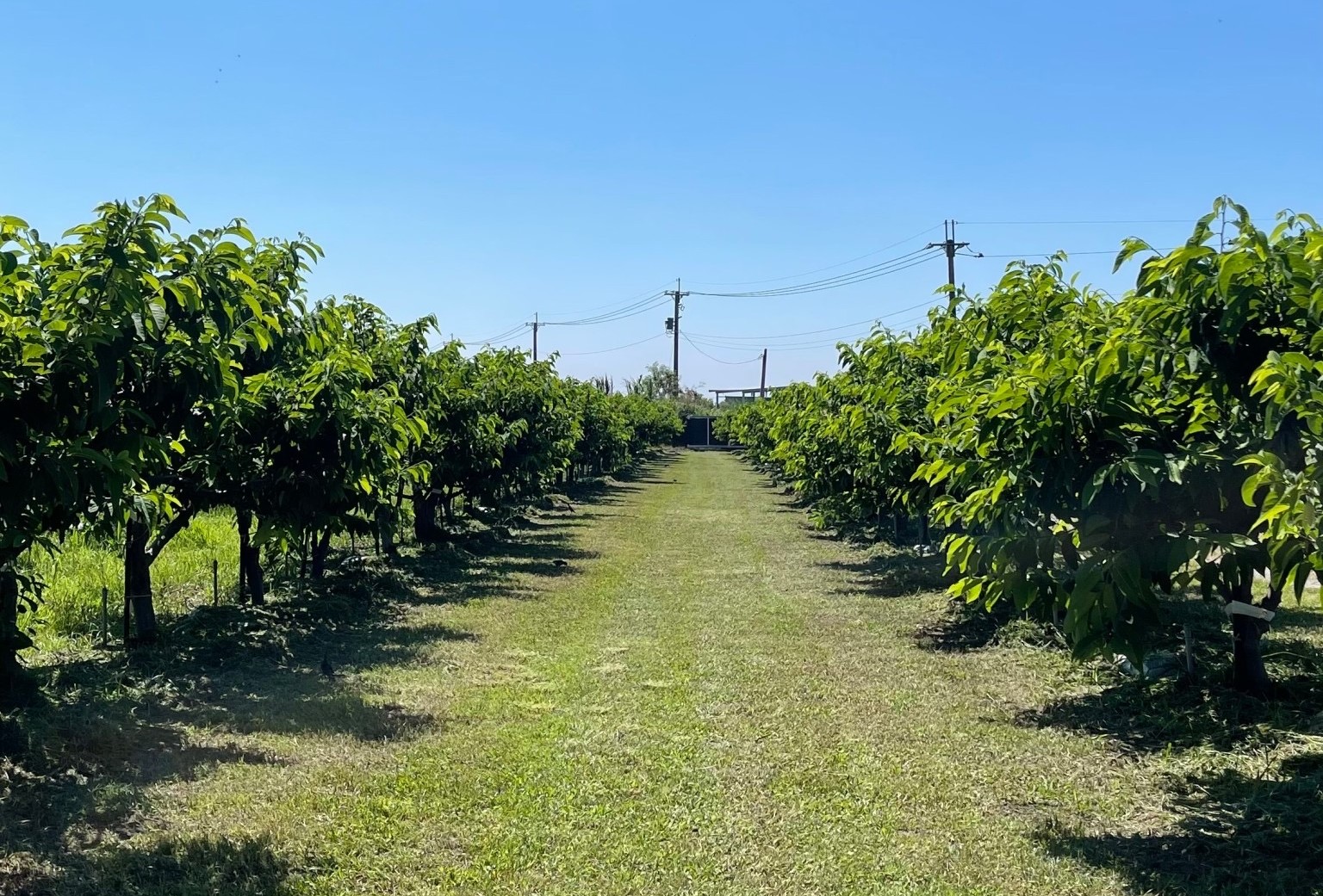 圖四、班員加入產銷履歷制度後，更加精進果園管理技術，重視生態平衡