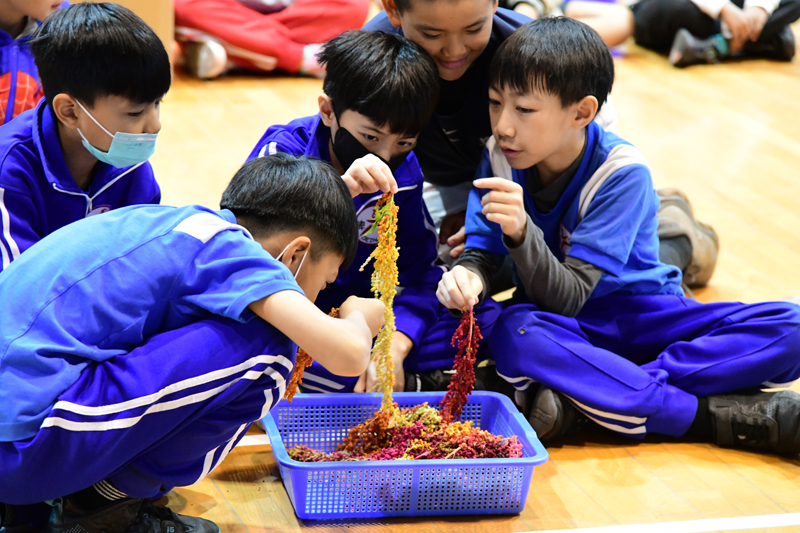 五顏六色的臺灣藜果穗，吸引學生學習興趣
