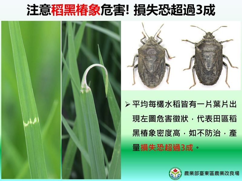 圖一、臺東農改場於池上鄉有機水稻田區監測發現多數田區有稻黑椿象危害徵狀