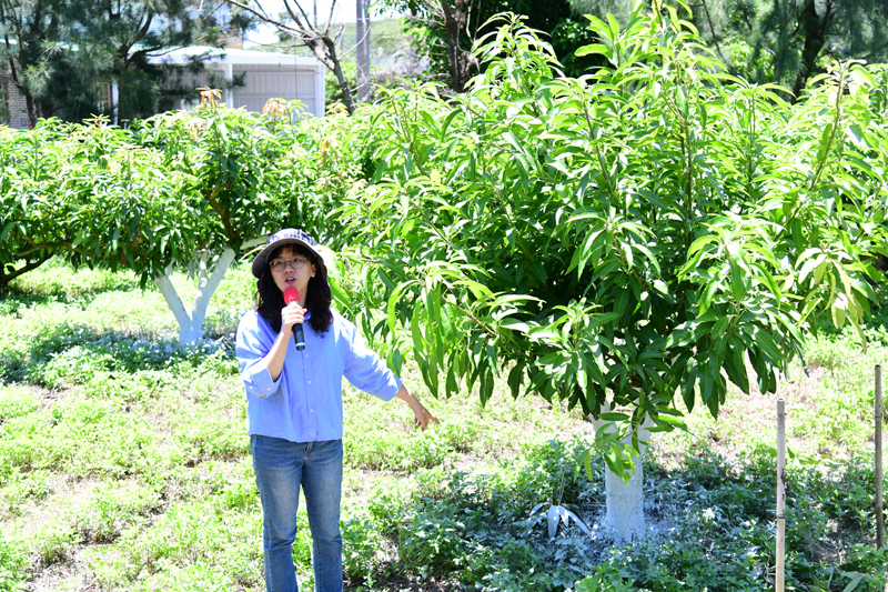 講師於果園示範枝幹日燒防範處理情形