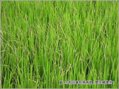 水稻白葉枯病病徵