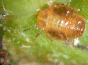 圖一、梨木蝨若蟲