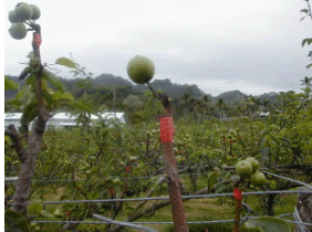 圖三、梨木蝨危害困柄造成果柄乾枯直接影果實生育