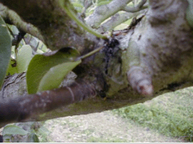 圖五、梨木蝨群聚於幼芽處吸食汁液