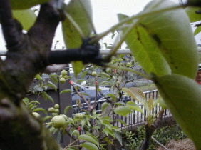 圖六、梨木蝨造群聚於葉背部吸食造成煤煙