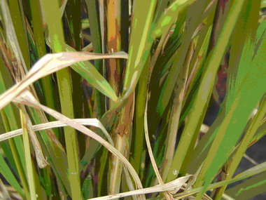 水稻紋枯病危害葉鞘之病徵
