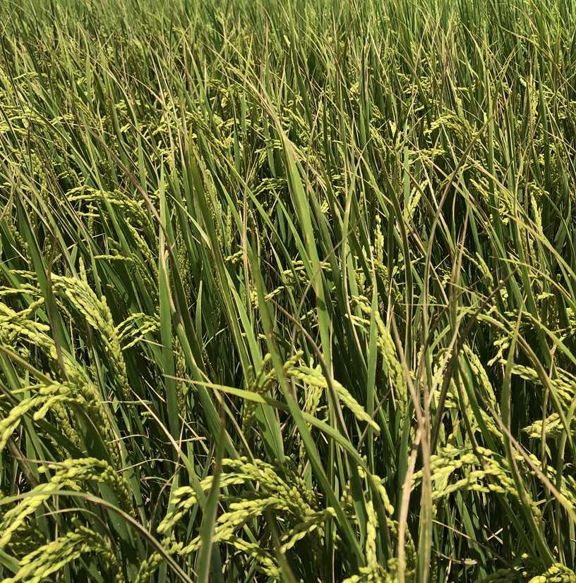 臺東農改場於池上鄉水稻田區監測發現白葉枯病病徵