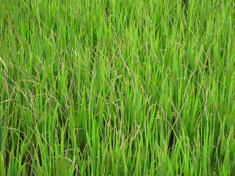 水稻白葉枯病病徵