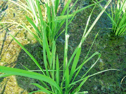 水稻瘤野螟危害水稻植株情形