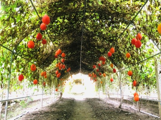 Spiny bitter gourd (Momordica cochinchinensis (Lour.) Spreng.)