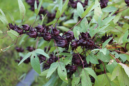 Roselle ʻTaitung No.6-black crystalʼ