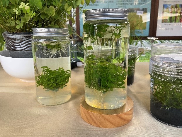 The sterile therapeutic aquatic bottle of Marsilea minute L.