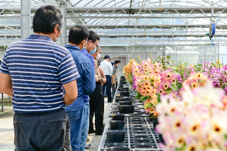 Selective breeding of Dendrobium nobile strains