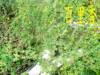 百里香葉