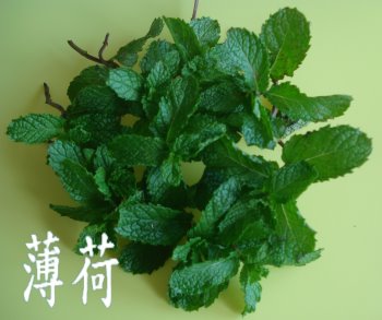 薄荷