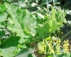 南瓜莖葉