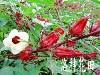 洛神花田
