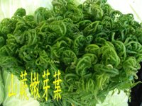 山蕨嫩芽葉
