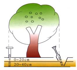 土壤採樣位置在樹冠邊緣下，每一個採樣點以距地面0-20、20-40公分的深度為取樣標準。