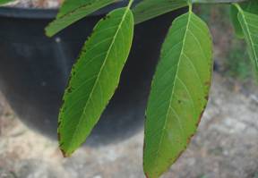 硼過量，輕者會導致葉緣呈現褐色、焦枯。