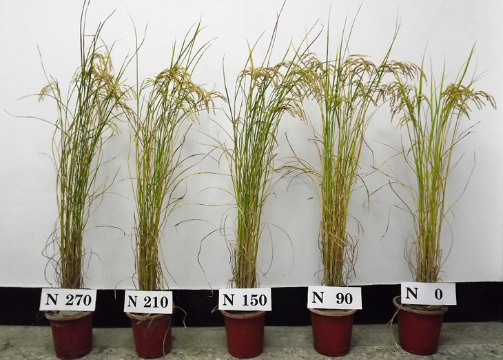 水稻不同氮肥用量等級試驗，施用氮肥越多病蟲害越多，產量反而下降