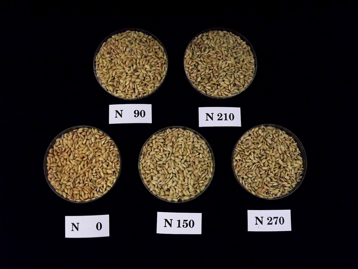 水稻不同氮肥用量等級試驗，施用氮肥越多稻穀充實不佳，品質下降