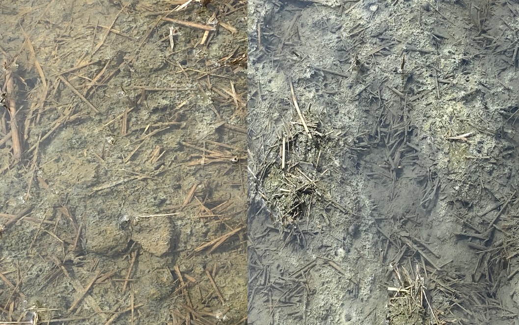 左為未施用沼渣沼液的稻草,腐化程度不佳;右為施用沼渣沼液之稻草,腐化程度佳,且顏色已與土壤顔色相似 左為未施用沼渣沼液的稻草,腐化程度不佳;右為施用沼渣沼液之稻草,腐化程度佳,且顏色已與土壤顔色相似