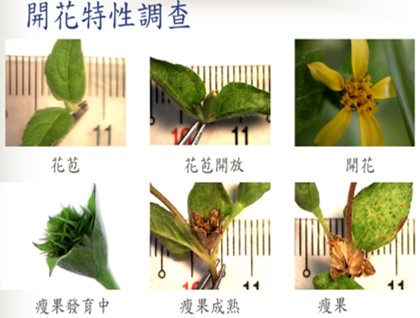 金腰箭舅開花特性 金腰箭舅開花特性