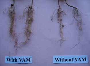 番荔枝接種菌根菌之試驗研究，可以增加根長及根重