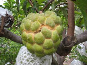 草生栽培降低番荔枝裂果 草生栽培降低番荔枝裂果