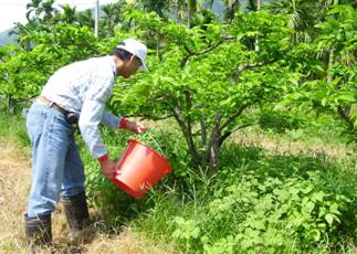 溶磷菌於番荔枝肥培管理之研究，可提升品質